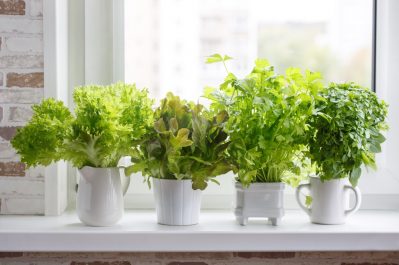 Indoor Herb Garden, MN Custom Homes Indoor Herb Garden, MN Custom Homes