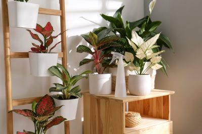 custom-home-interior-design-trends-2021-indoor-plants friluftsliv decor, MN Custom Homes